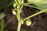 Sicklepod <BR>Coffeeweed